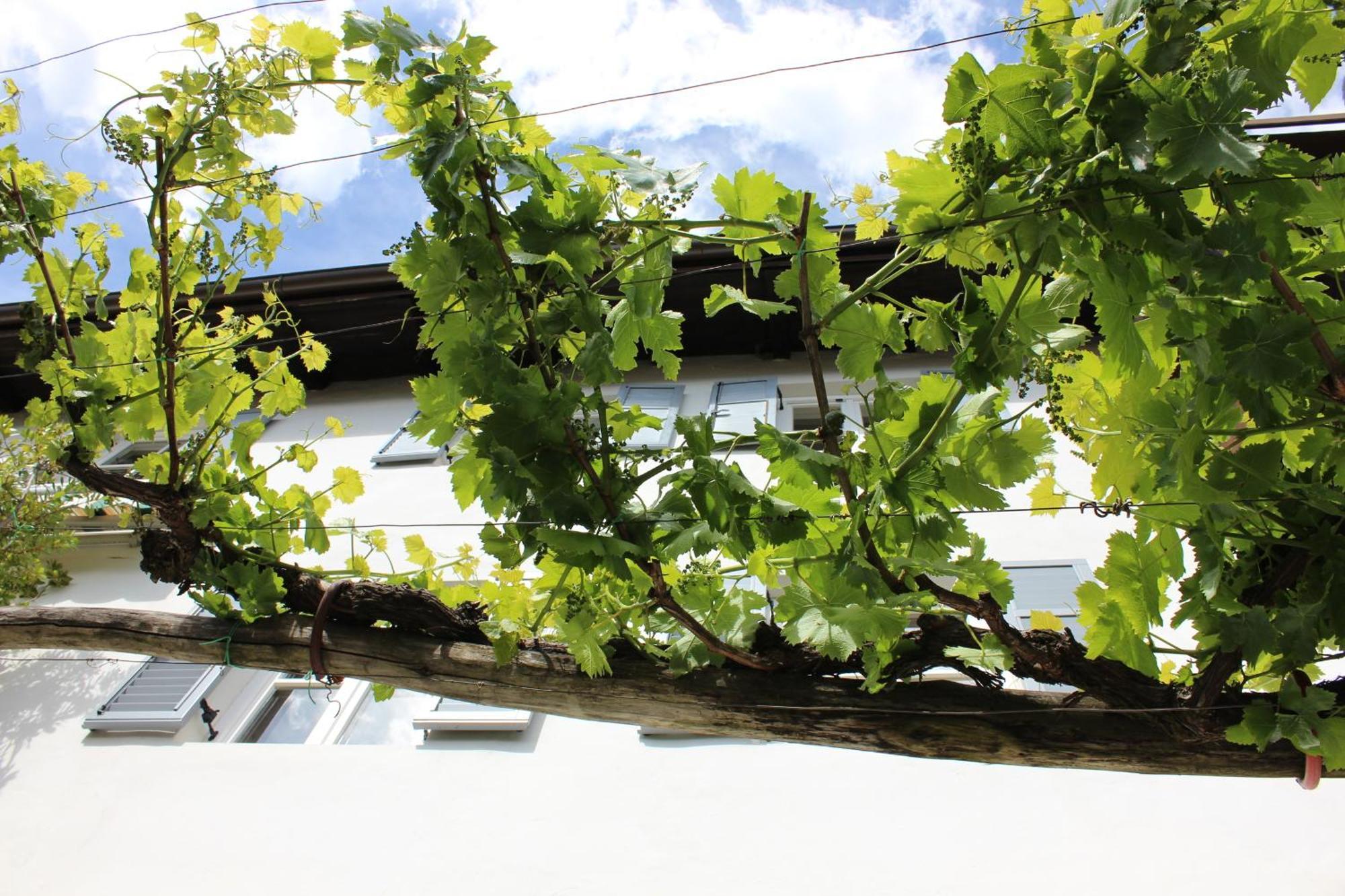 Weingut Pardellerhof Villa Marlengo Exterior foto